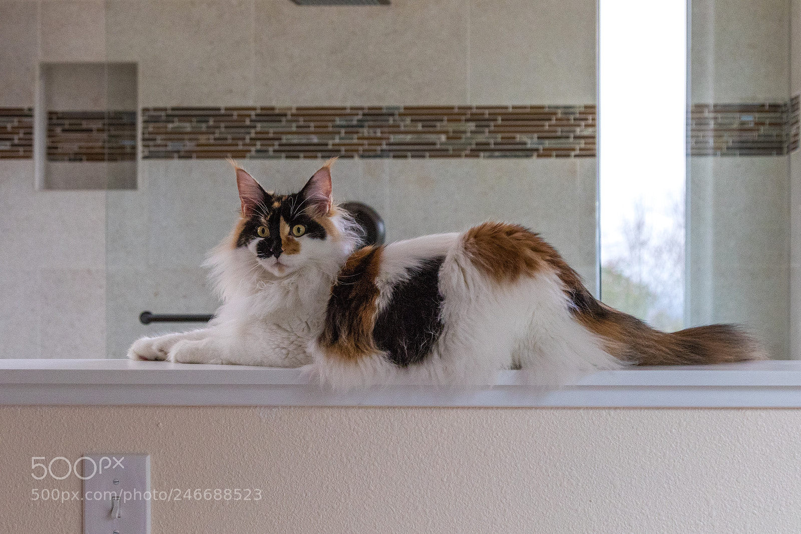 Canon EOS 7D Mark II sample photo. Zelda photography