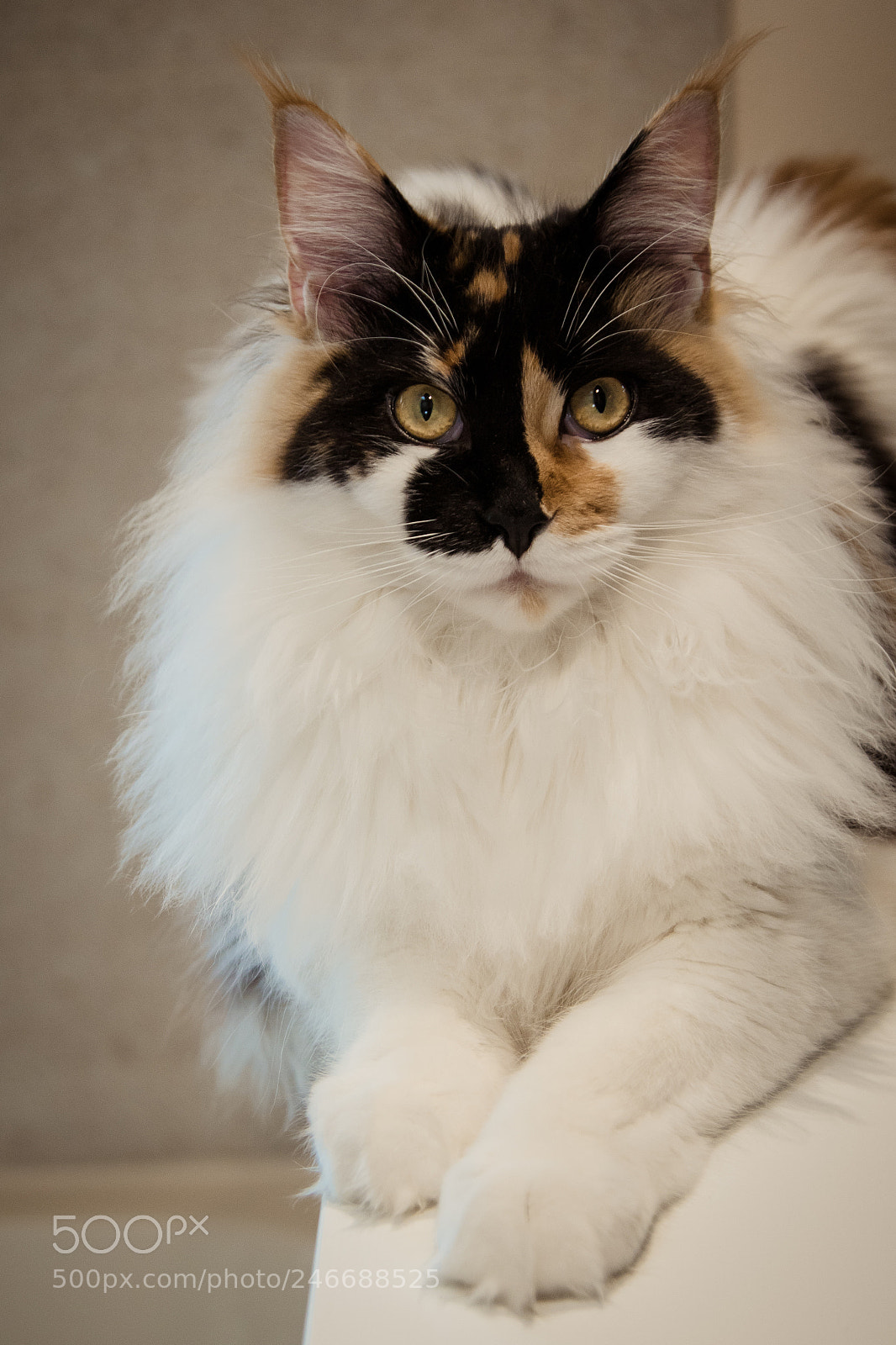 Canon EOS 7D Mark II sample photo. Zelda photography