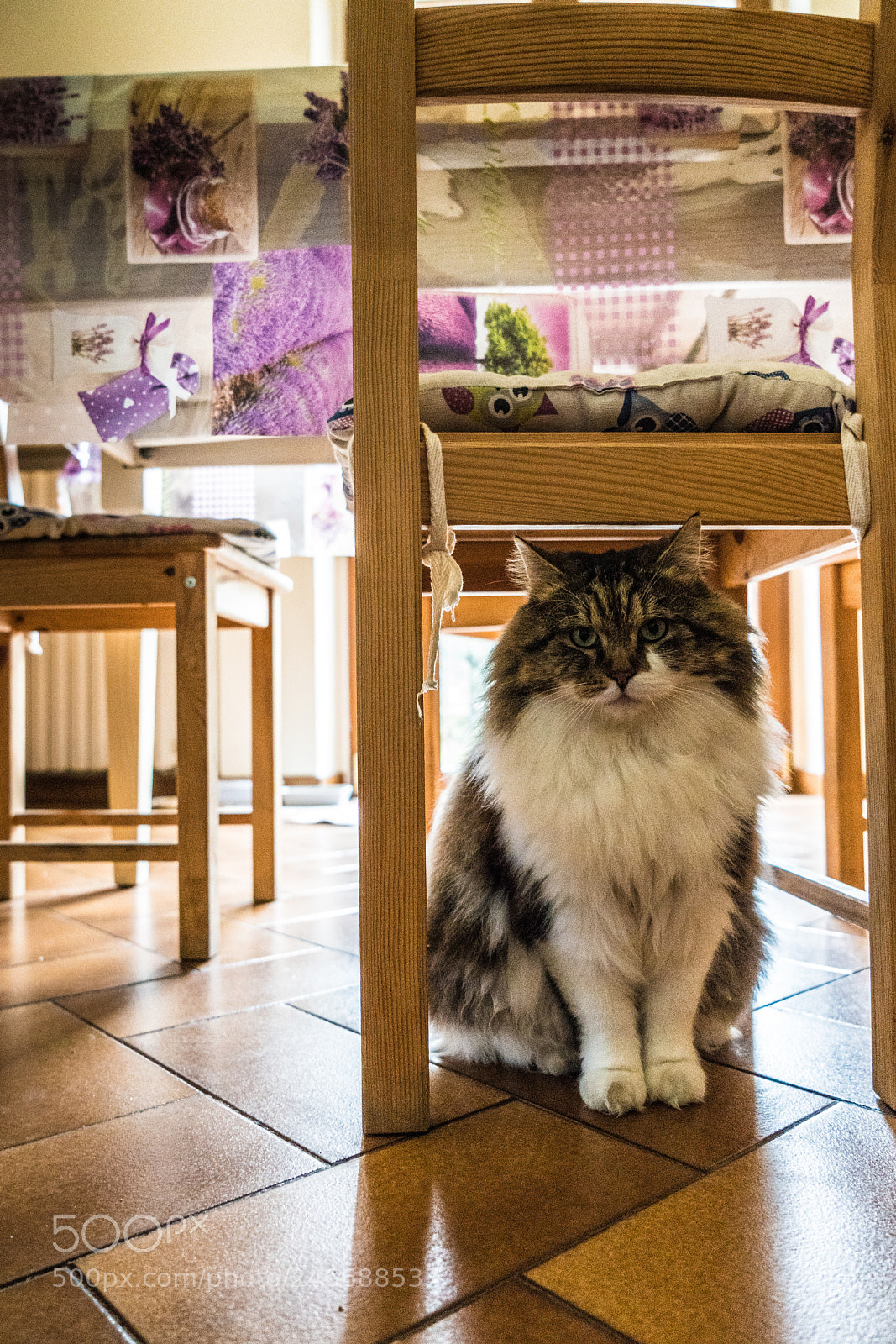 Sony a7R II sample photo. Cat under the chair photography