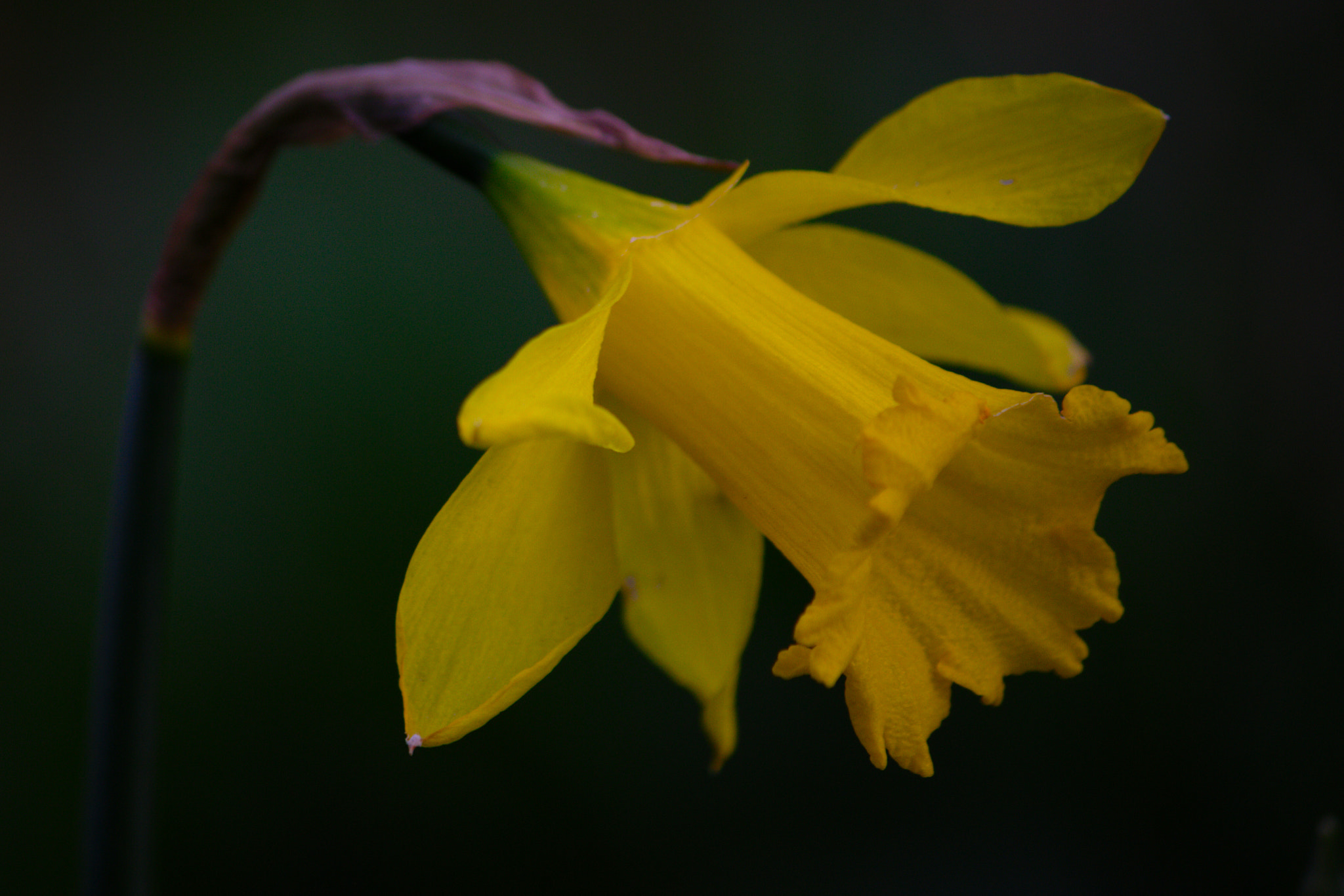 Canon EOS 7D + Canon EF-S 55-250mm F4-5.6 IS II sample photo. Daffodil photography