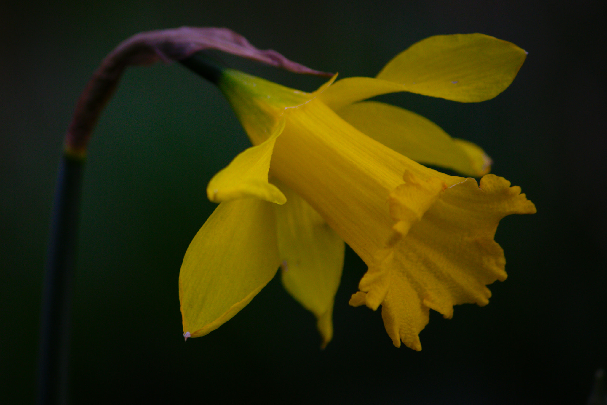 Canon EF-S 55-250mm F4-5.6 IS II sample photo. Daffodil photography