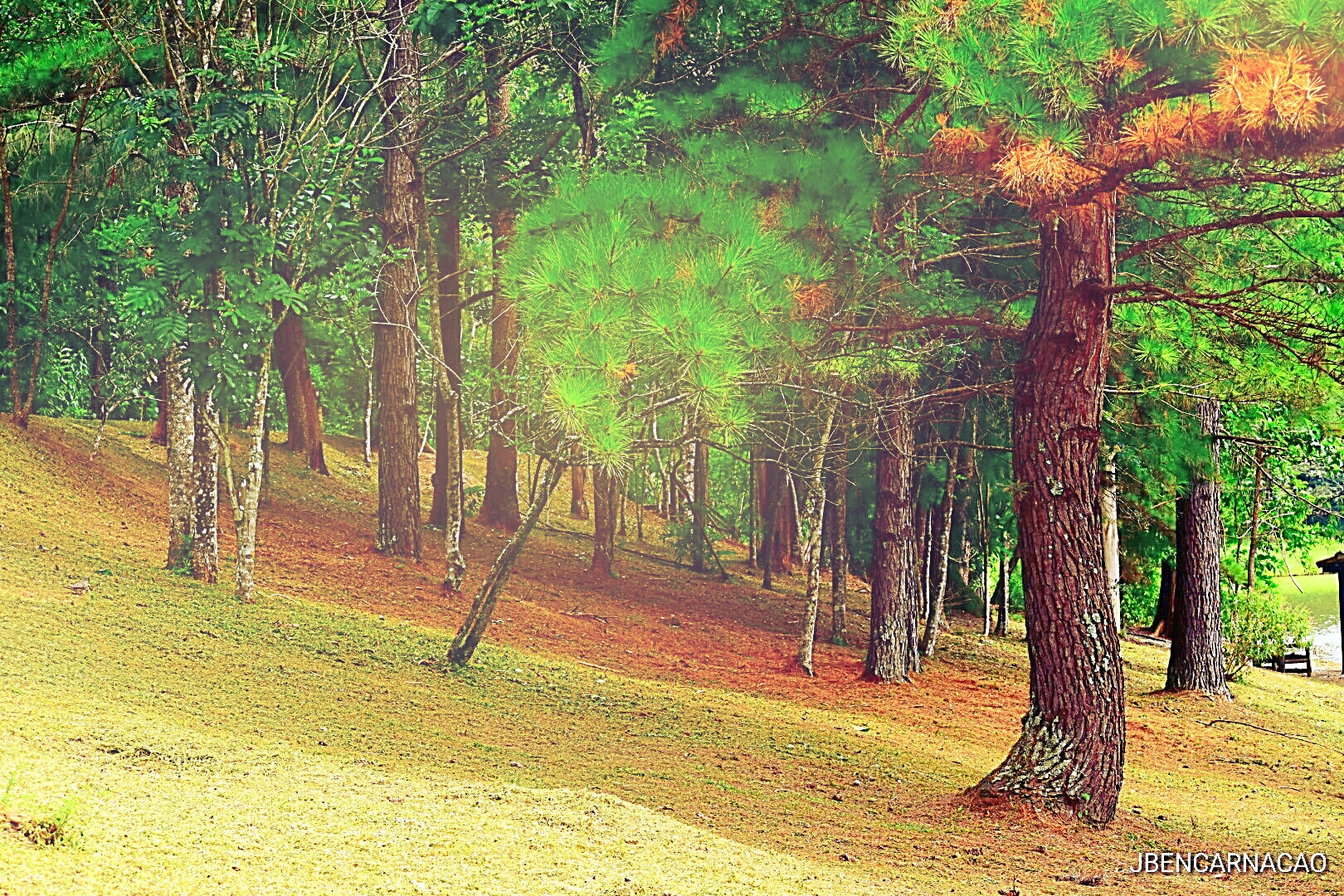 Nikon D5600 sample photo. Woods photography