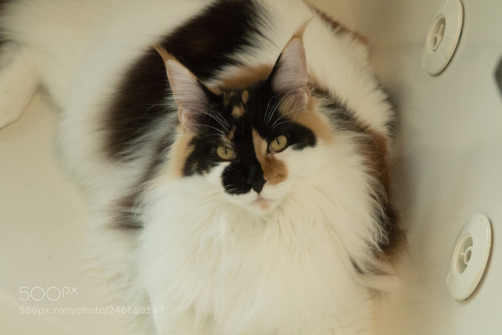 Canon EOS 7D Mark II sample photo. Zelda photography