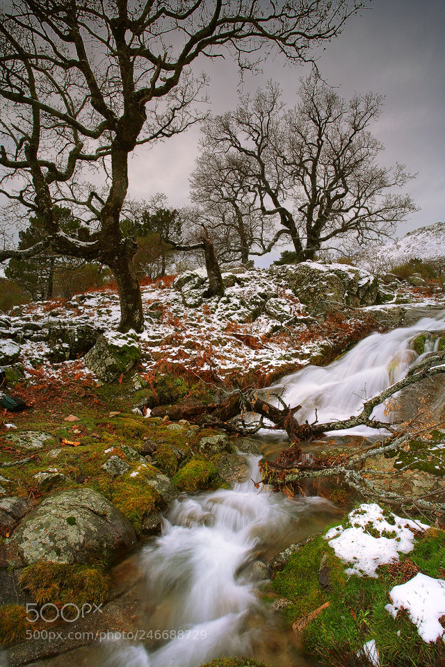 Canon EOS 5D sample photo. " winter time " photography