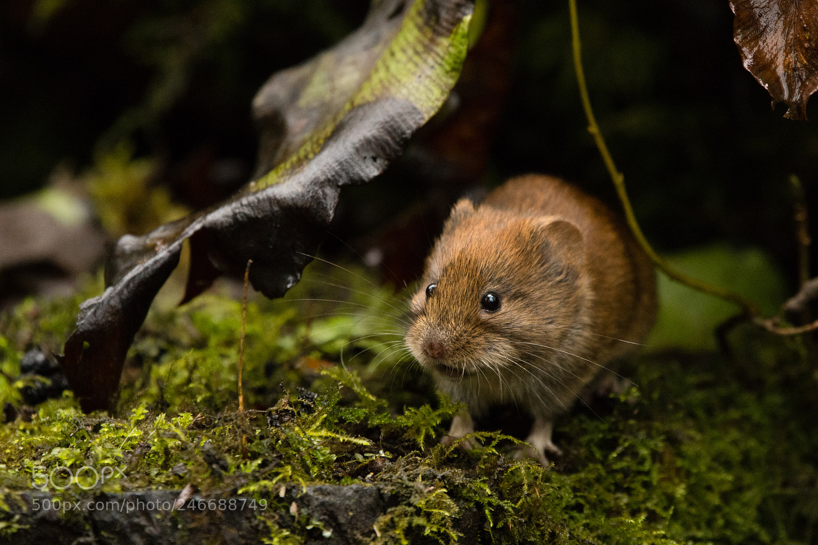 Nikon D7200 sample photo. Bank vole photography