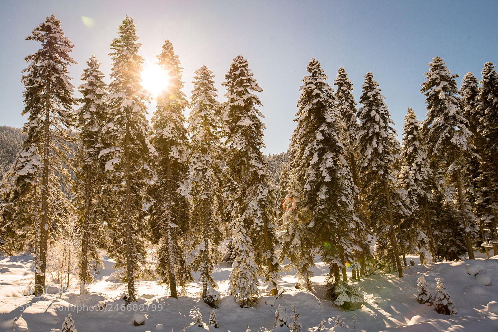 Sony a7R II sample photo. Winter photography