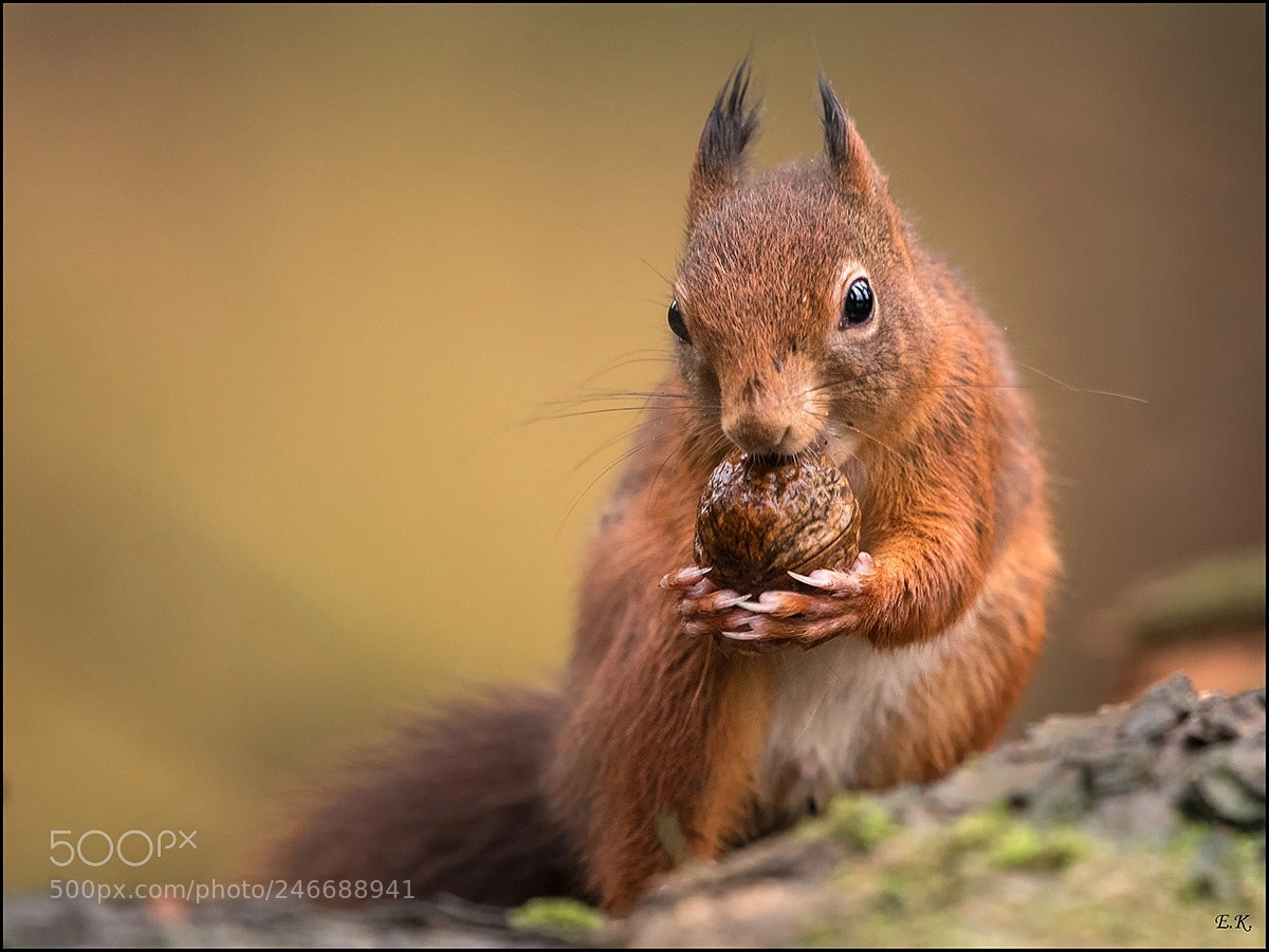 Nikon D500 sample photo. Red squirrel photography