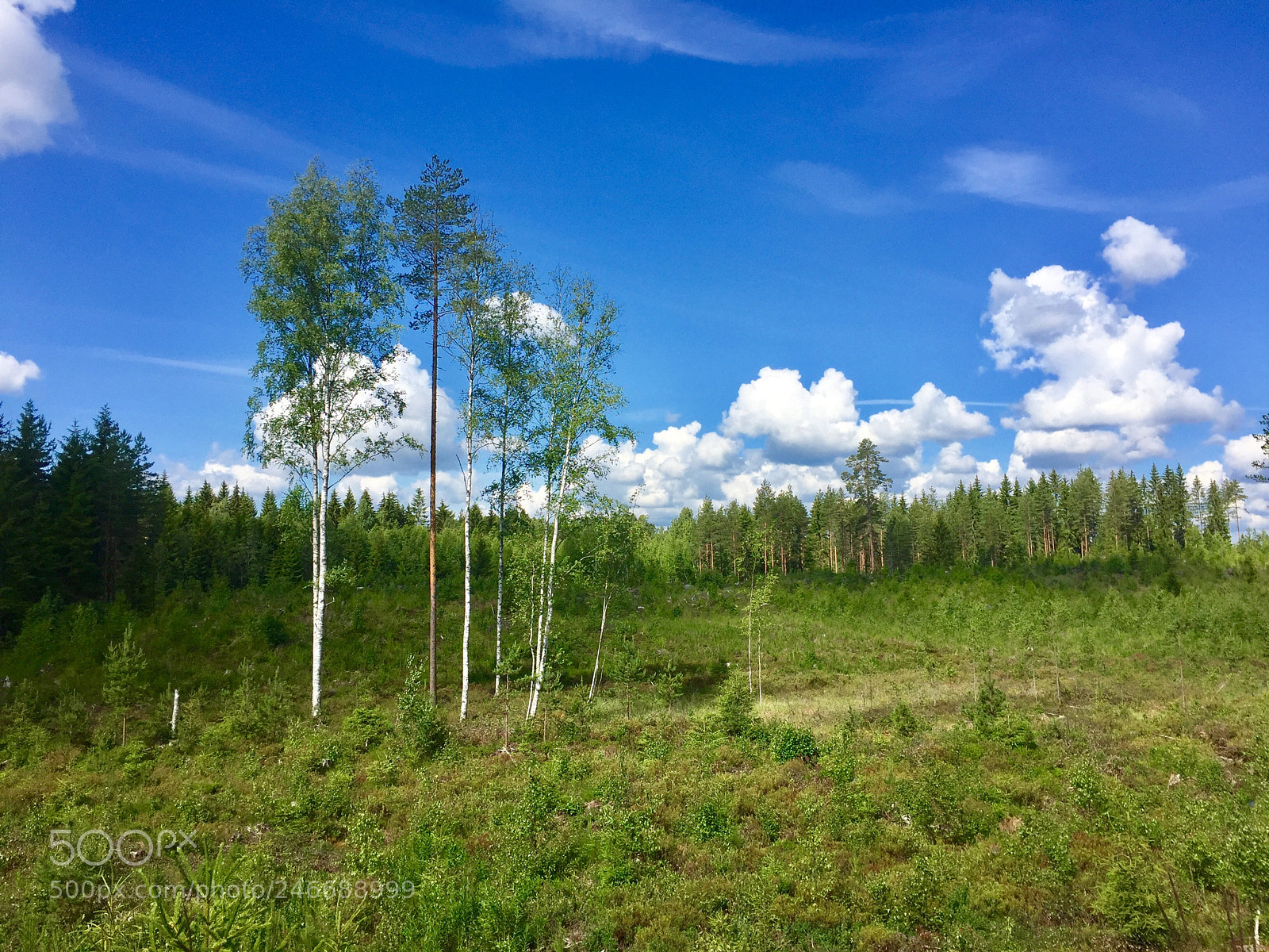 Apple iPhone 6 Plus sample photo. A hyper-finnish landscape photography