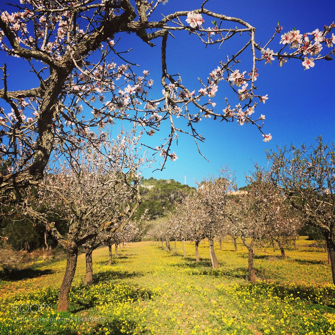 Apple iPhone 5s sample photo. Almond photography