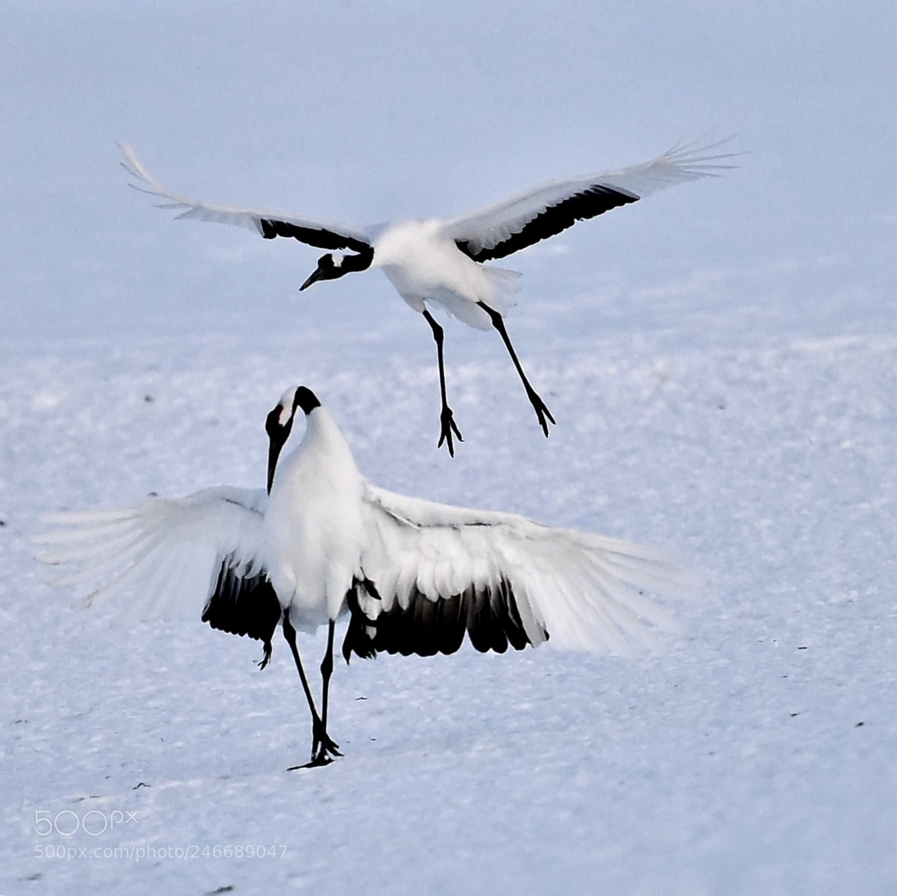 Nikon D810 sample photo. Japanese red crowned crane photography