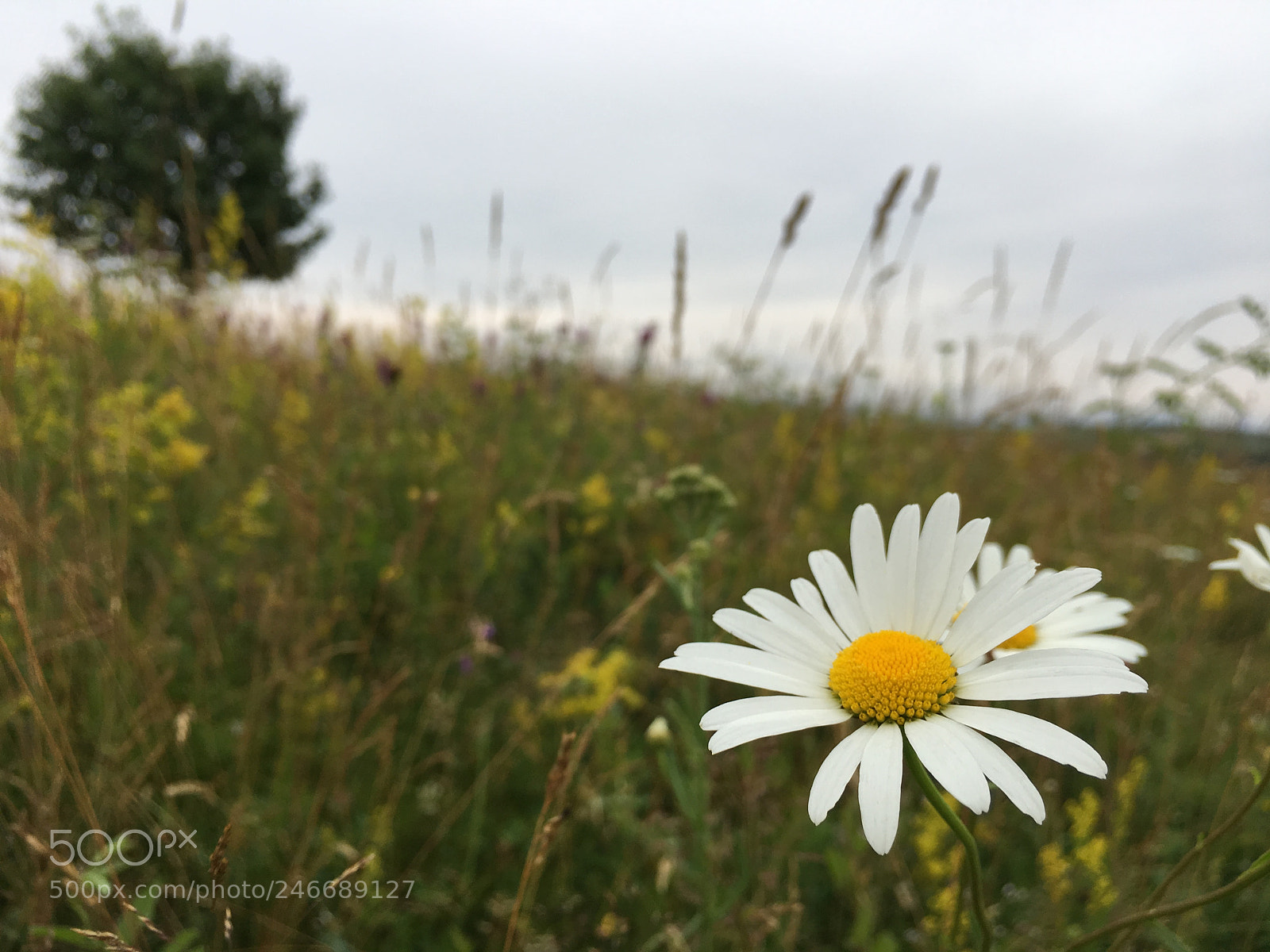 Apple iPhone 6s sample photo. Flower in a meadow photography