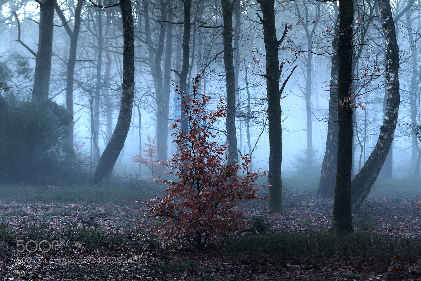 Canon EOS 7D Mark II sample photo. In the damp evening photography