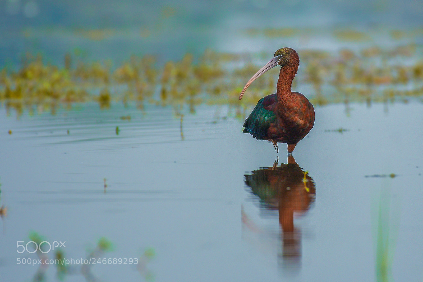 Nikon D500 sample photo. Glossy ibis photography