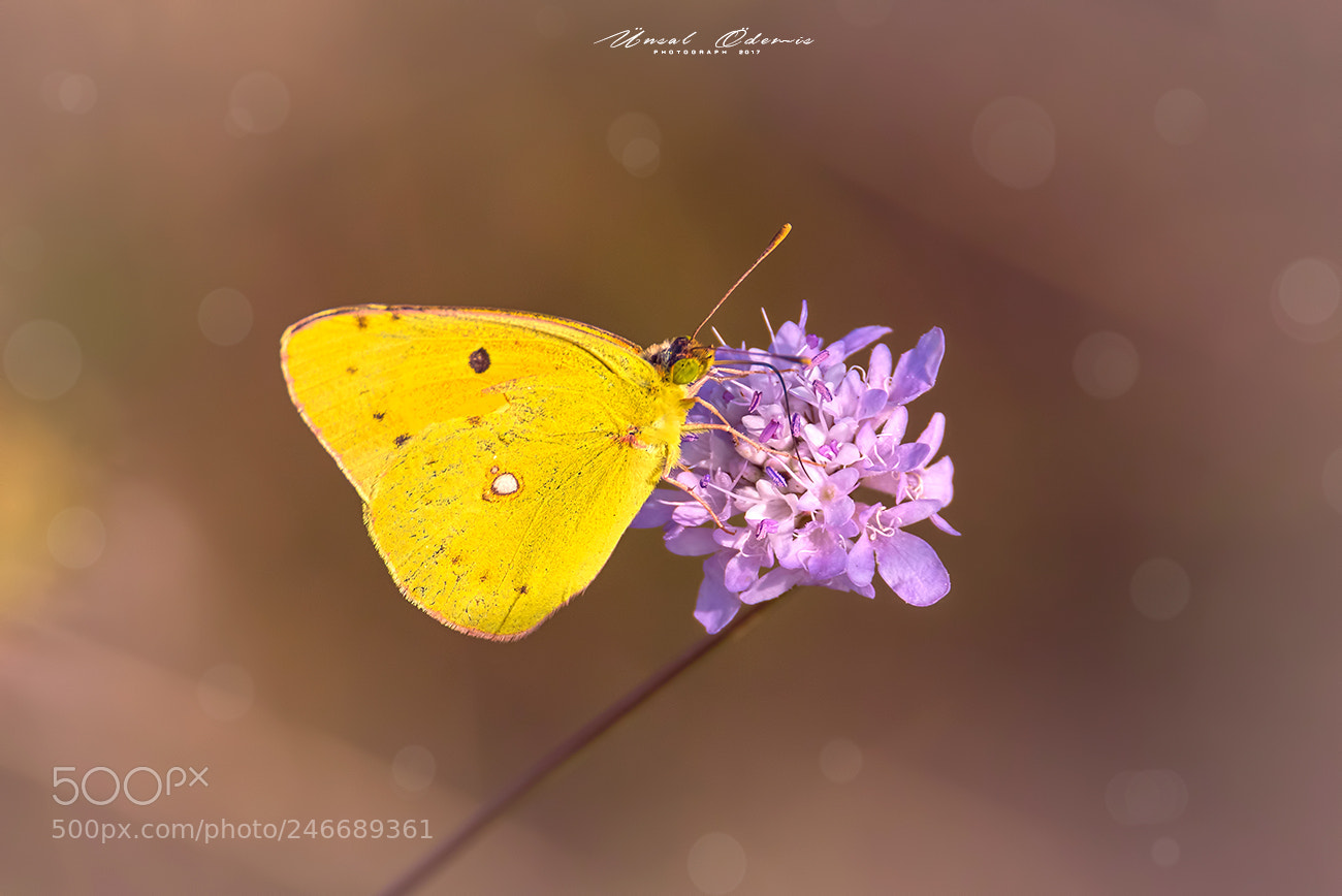 Nikon D810 sample photo. Beauties of nature 24 photography