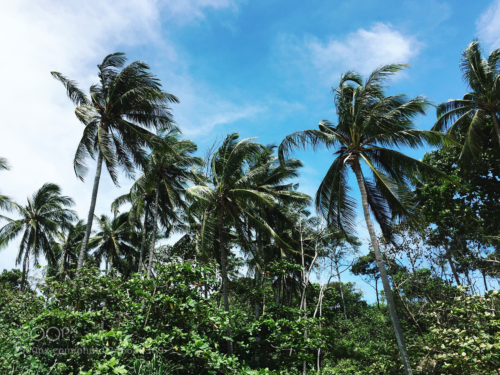 Apple iPhone 6 sample photo. Just palms! photography