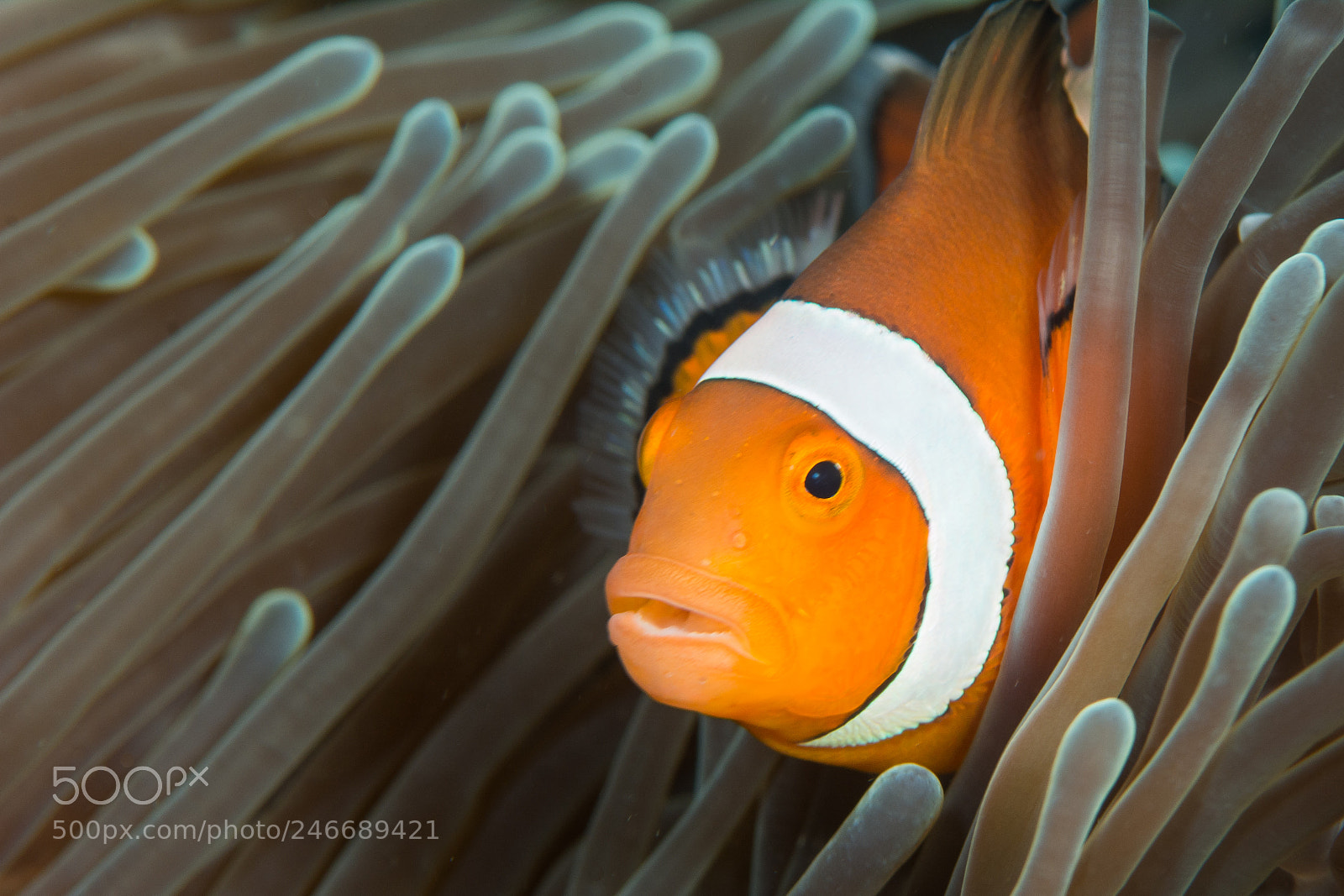 Nikon D7100 sample photo. Anemonefish photography