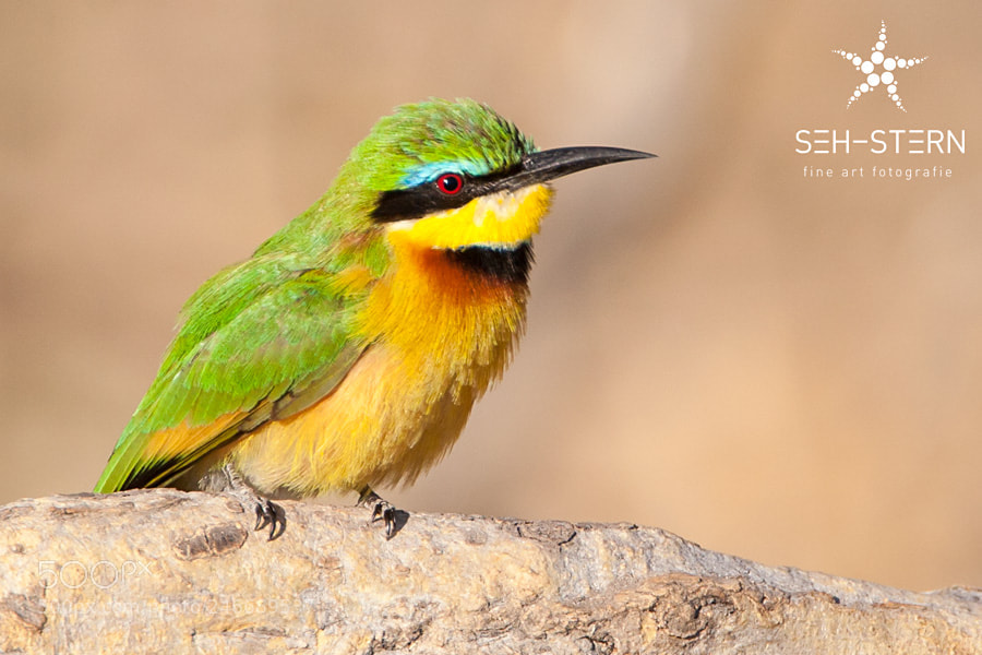 Canon EOS 20D sample photo. Beeeater photography