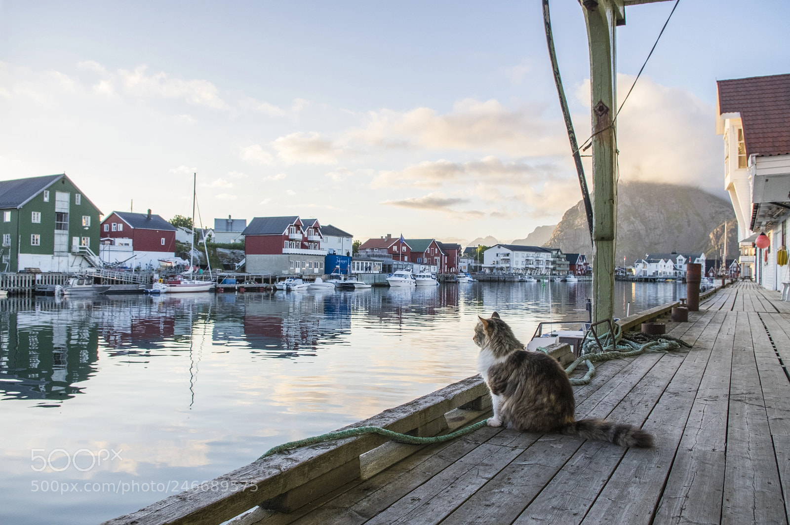 Pentax K-3 II sample photo. Un chat à henningsvær photography