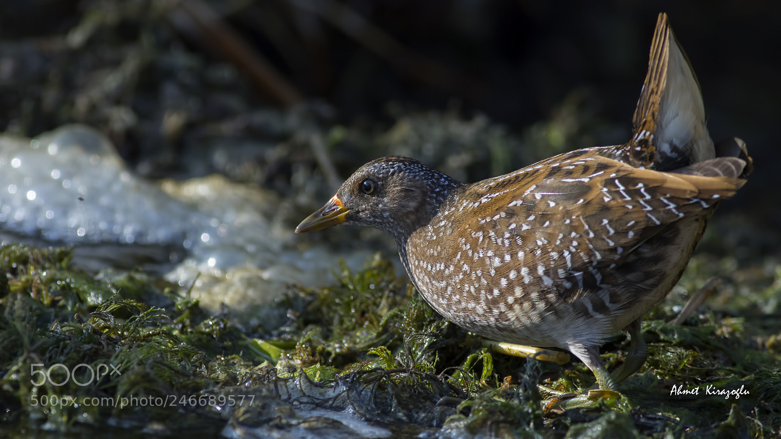 Canon EOS 7D Mark II sample photo. Spotted crake photography