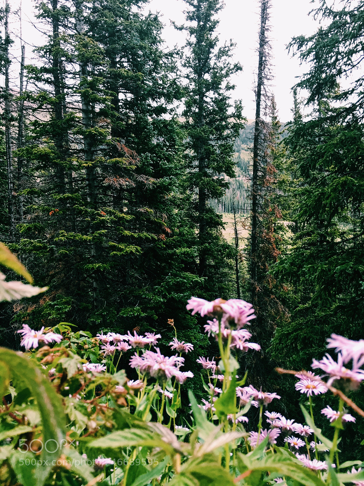 Apple iPhone 6s Plus sample photo. Spring photography
