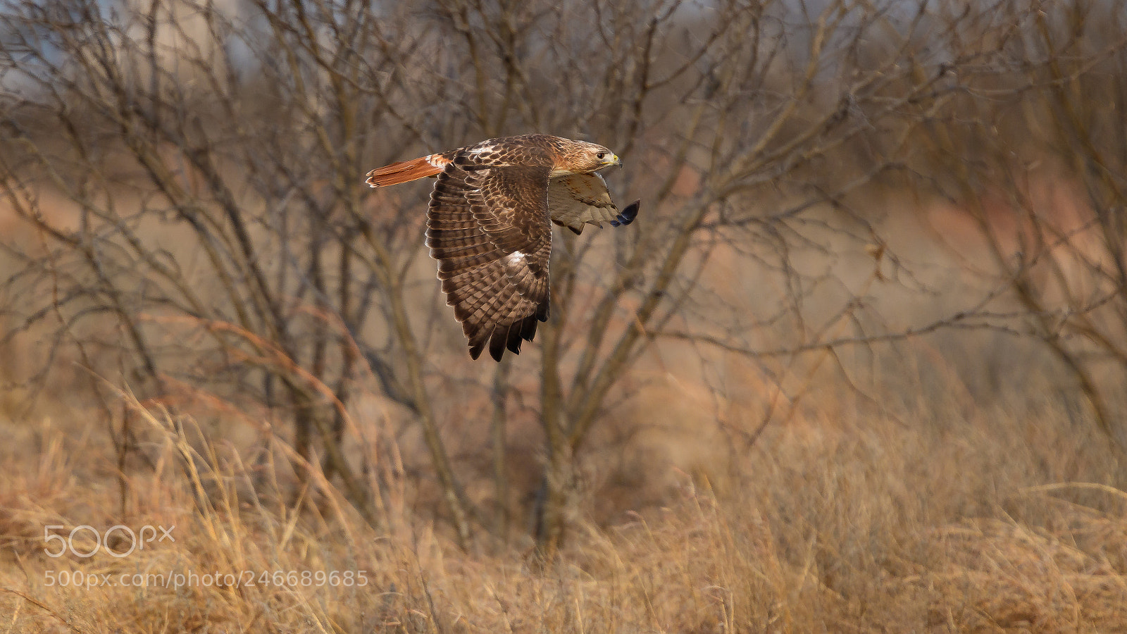 Nikon D500 sample photo. Red tailed hawk photography
