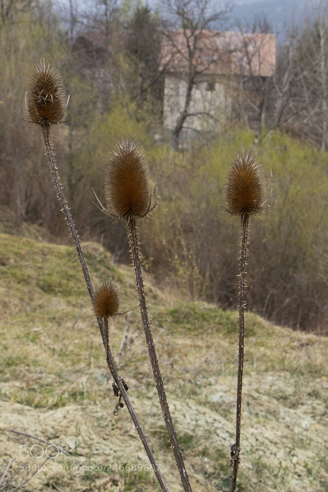 Canon EOS 7D Mark II sample photo. Untitled photography