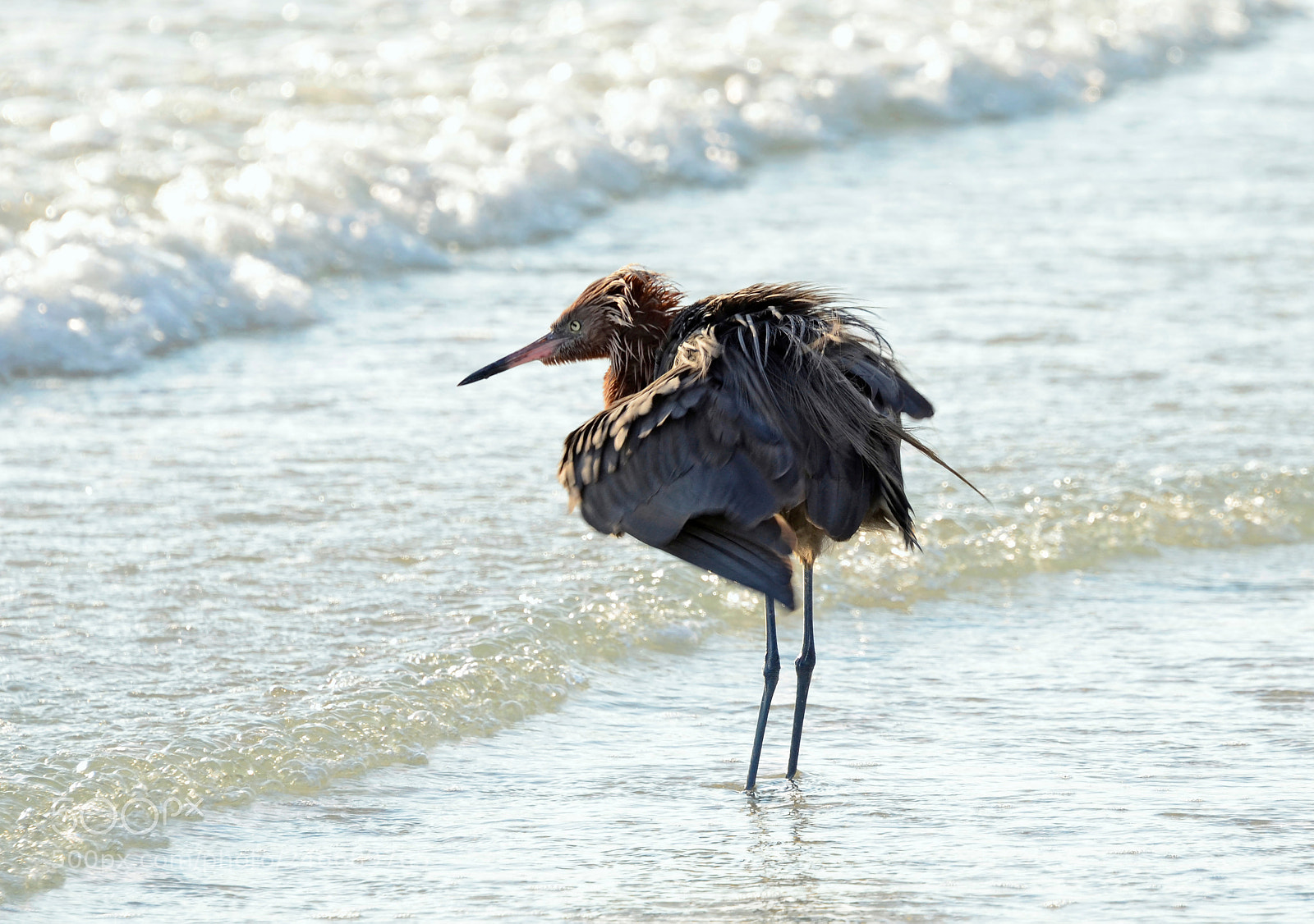 Nikon D5100 sample photo. Brown egret fishing in photography