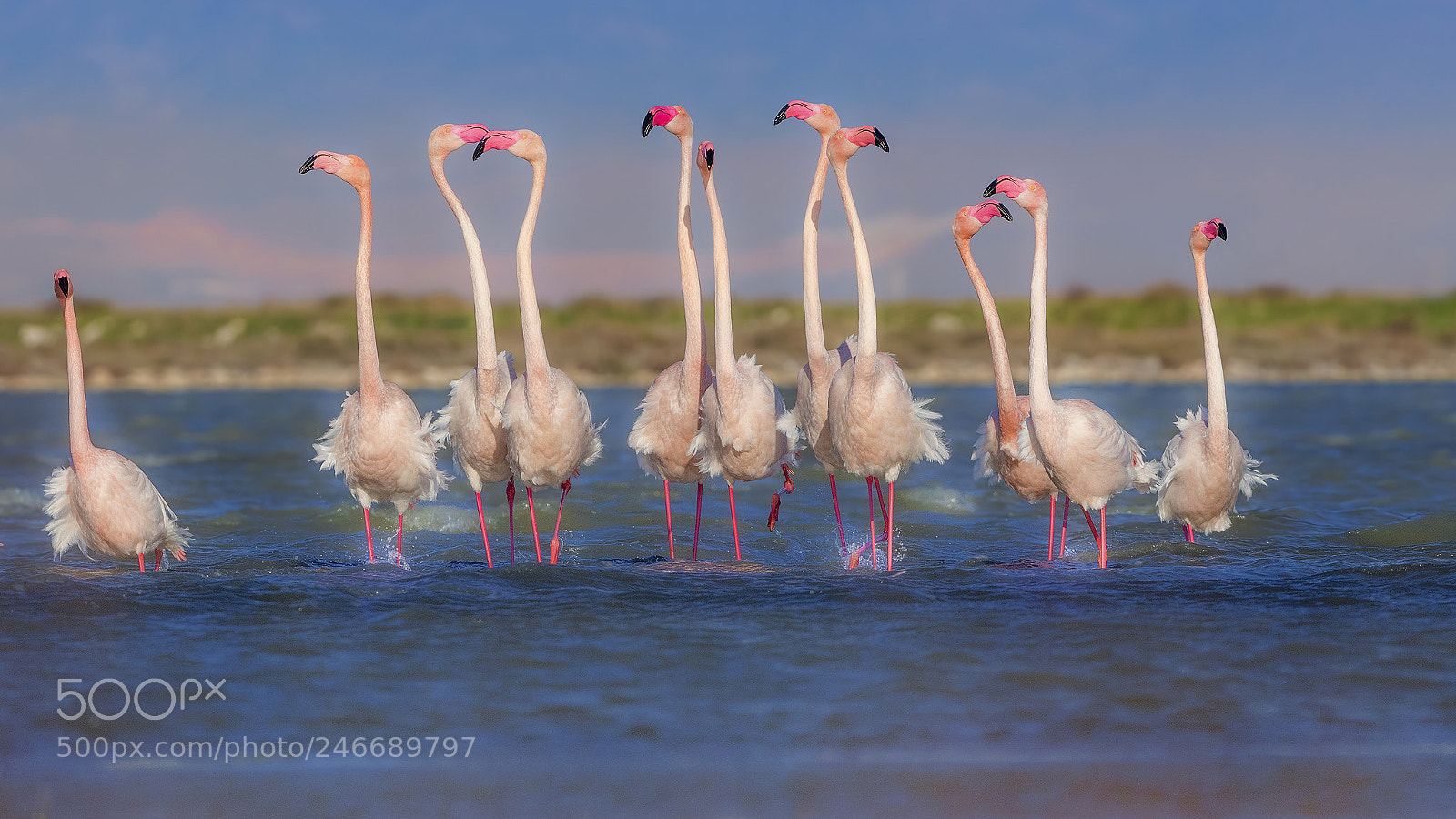 Canon EOS 7D Mark II sample photo. Flamingo photography