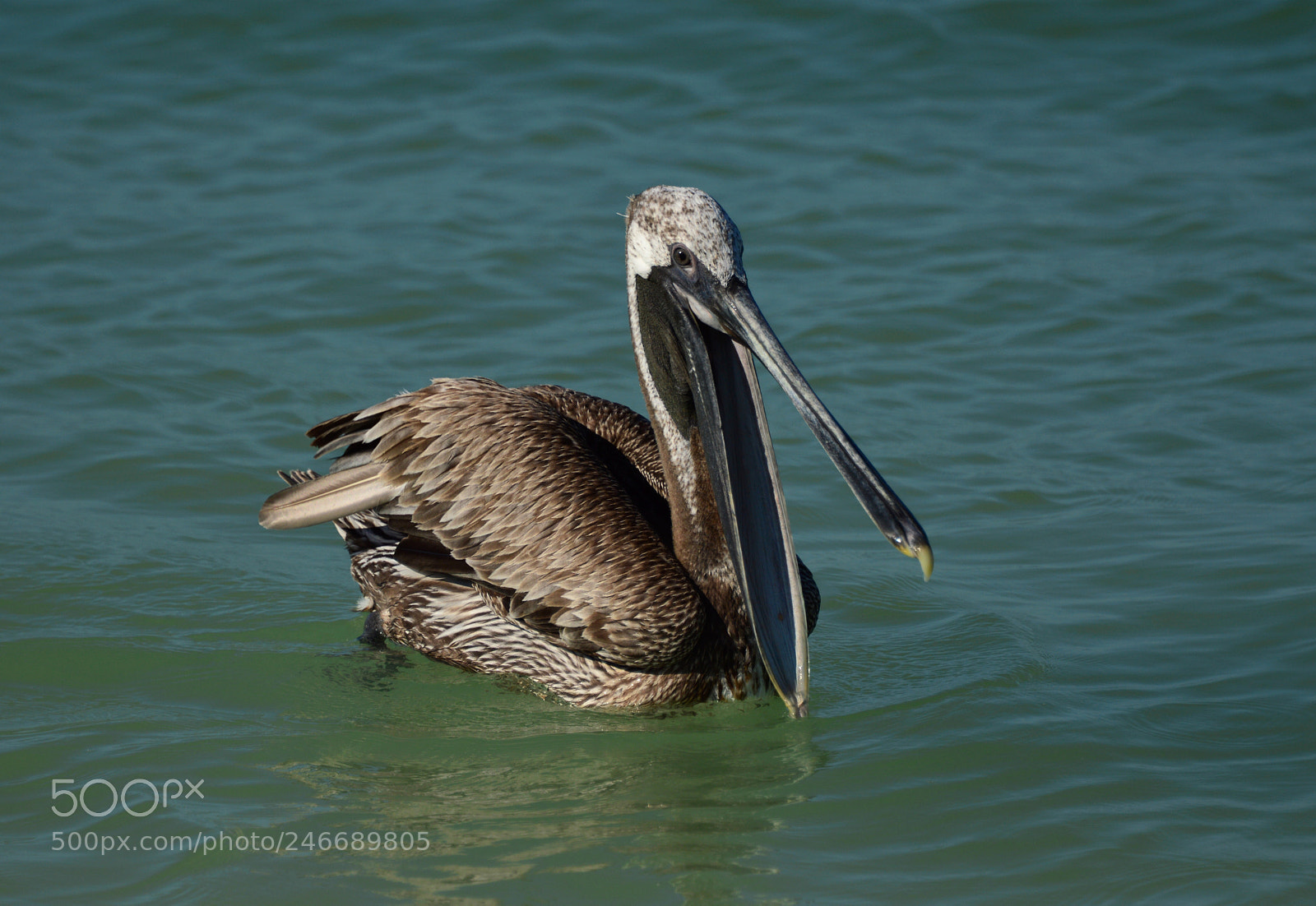Nikon D3200 sample photo. Pelican smiling at the photography