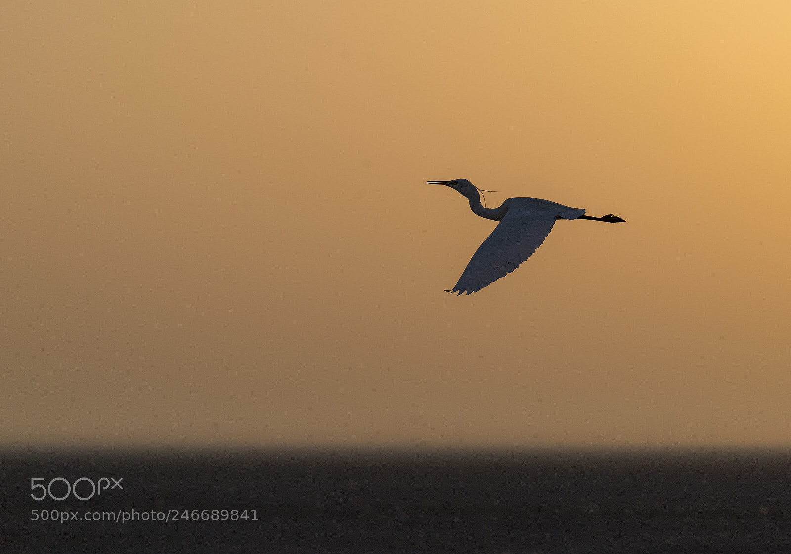 Nikon D5 sample photo. Out at sunrise photography