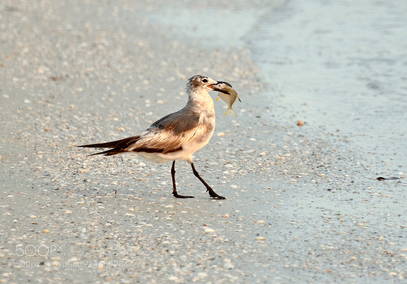 Nikon D5100 sample photo. Gull photography