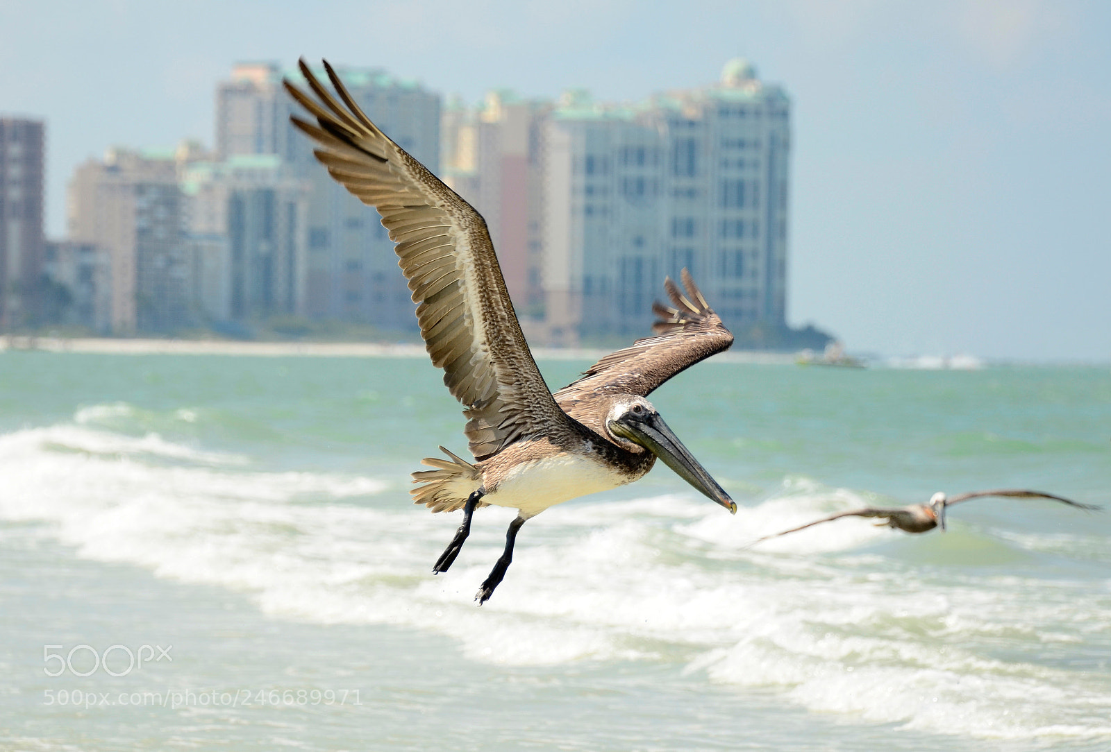 Nikon D5100 sample photo. Pelicans at the beach photography