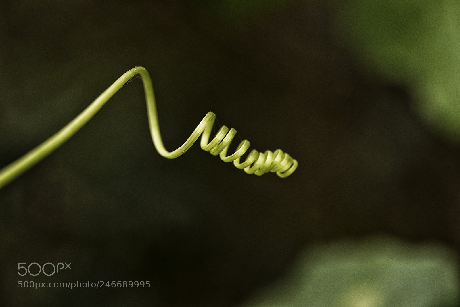 Nikon D810 sample photo. Spool photography
