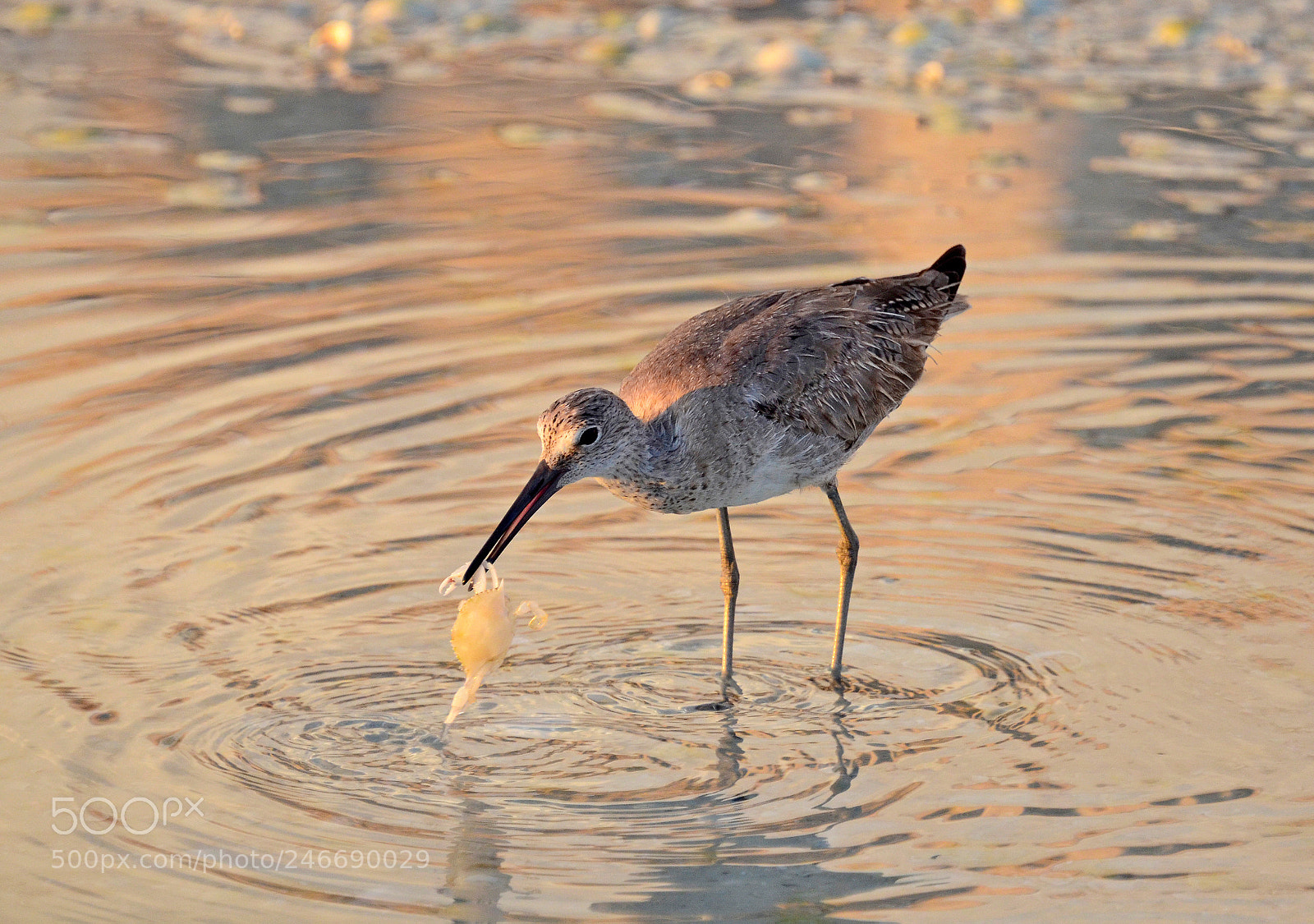 Nikon D5100 sample photo. Sandpiper with a crab photography
