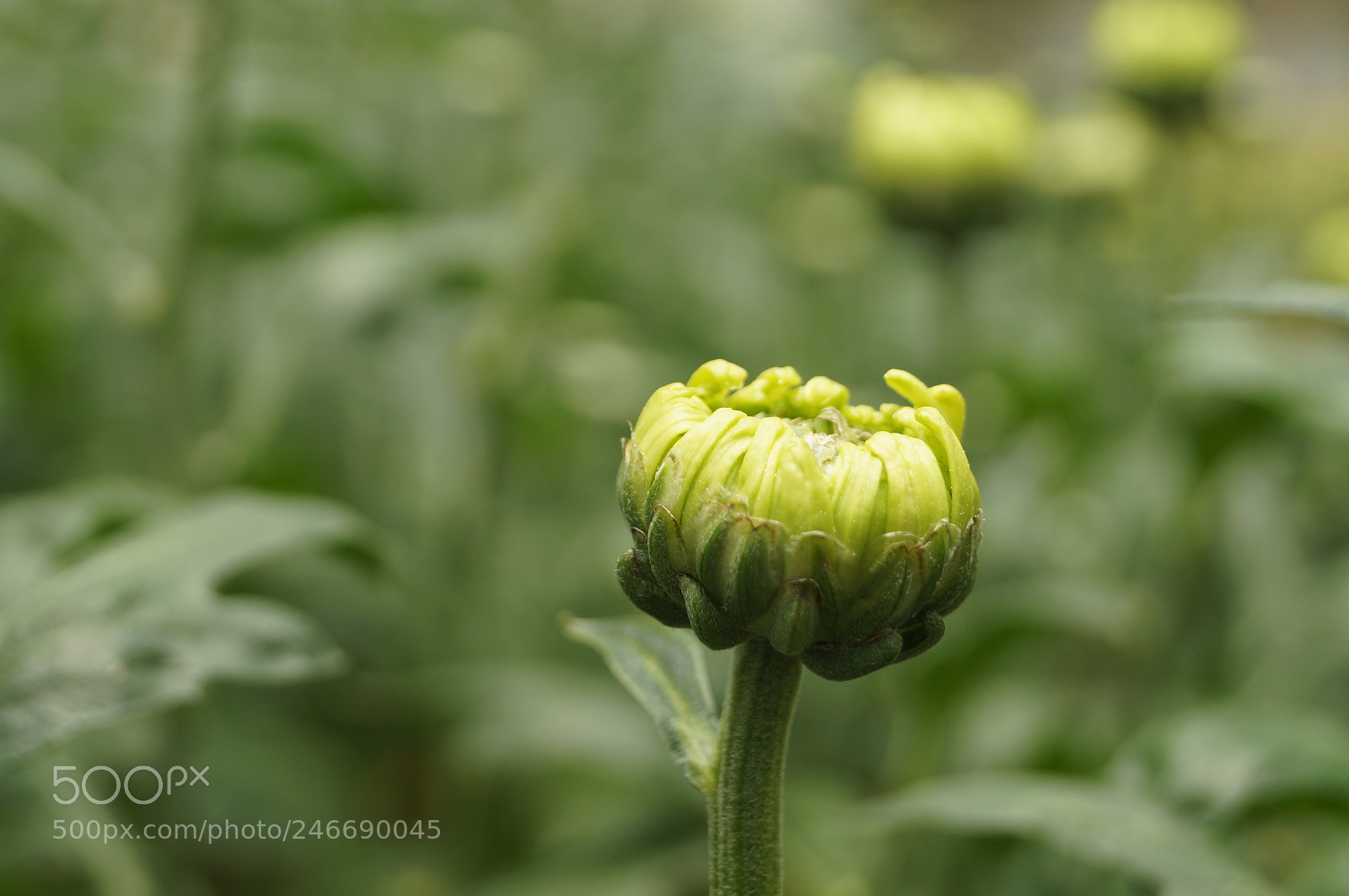 Sony SLT-A37 sample photo. Colombian floriculture photography