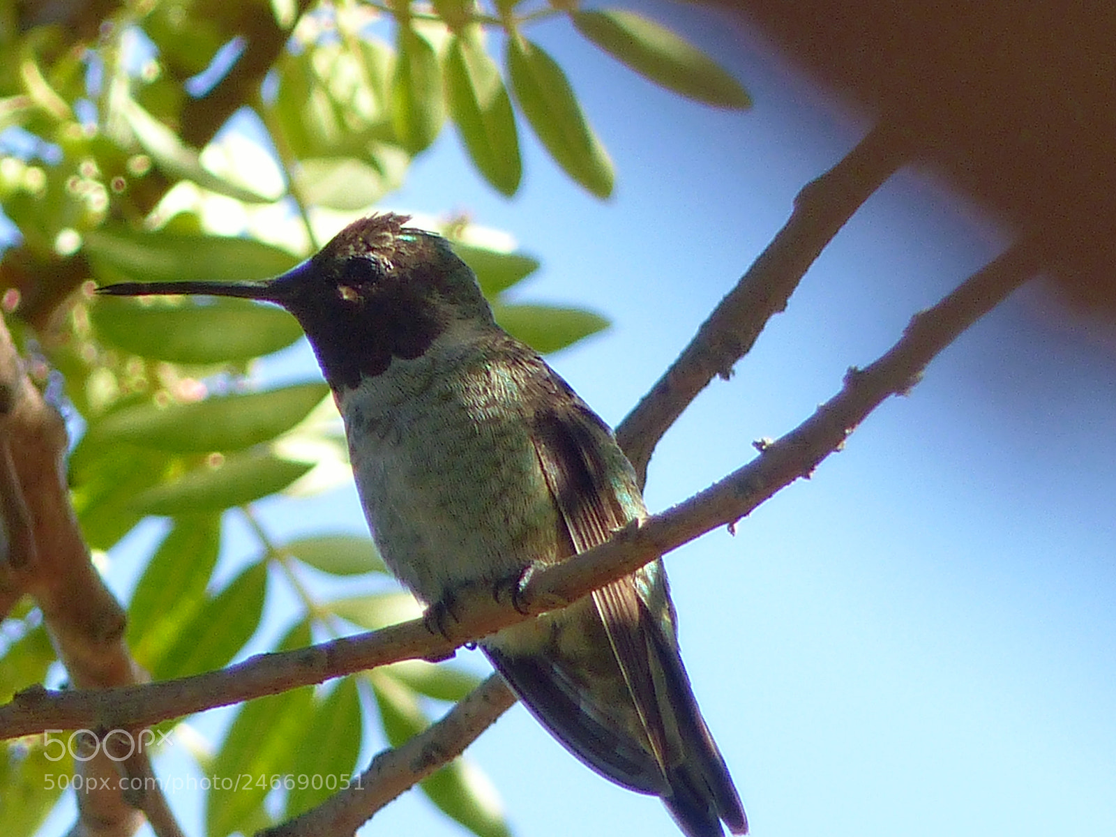 Panasonic Lumix DMC-FZ200 sample photo. Hummingbird photography