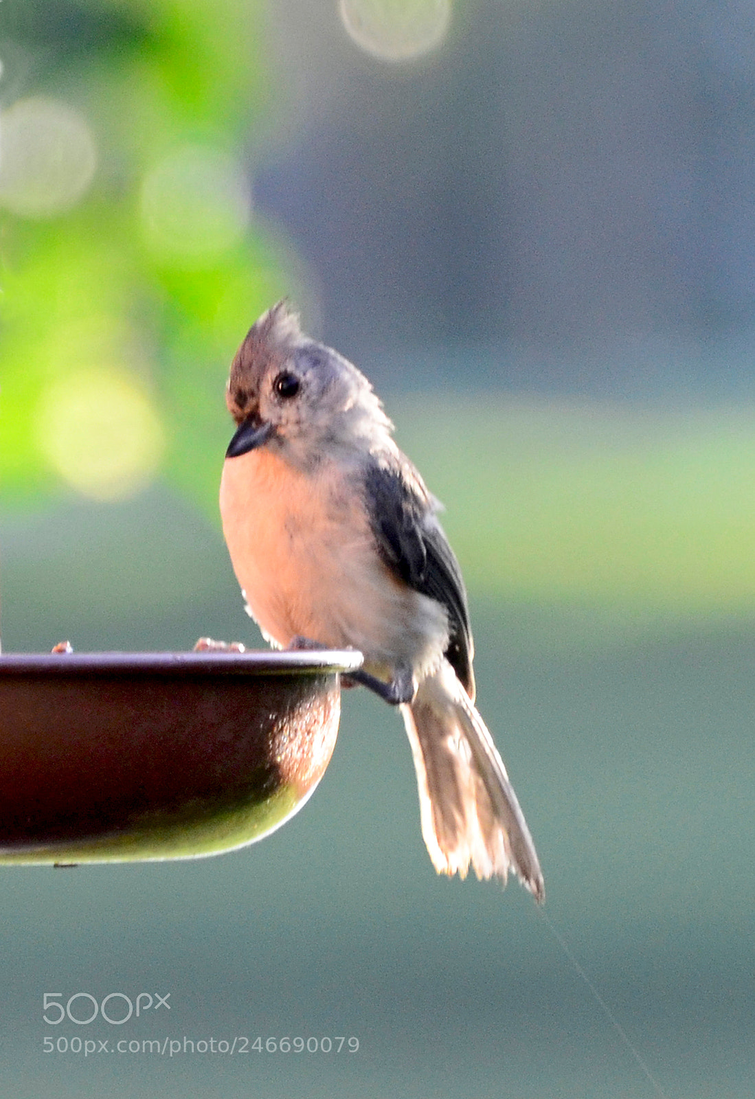 Nikon D5100 sample photo. Tufted titmouse on the photography