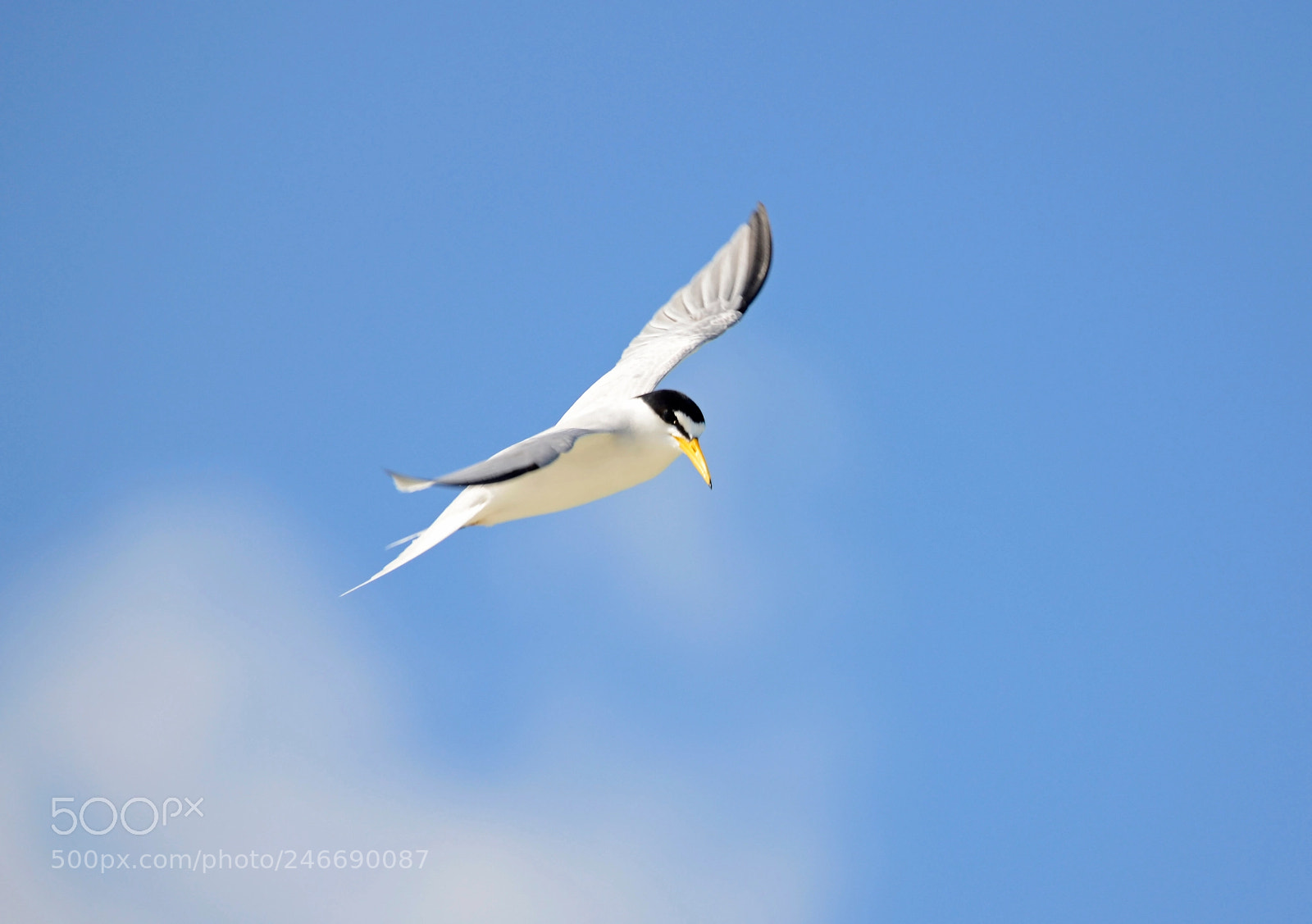 Nikon D5100 sample photo. A tern flying over photography