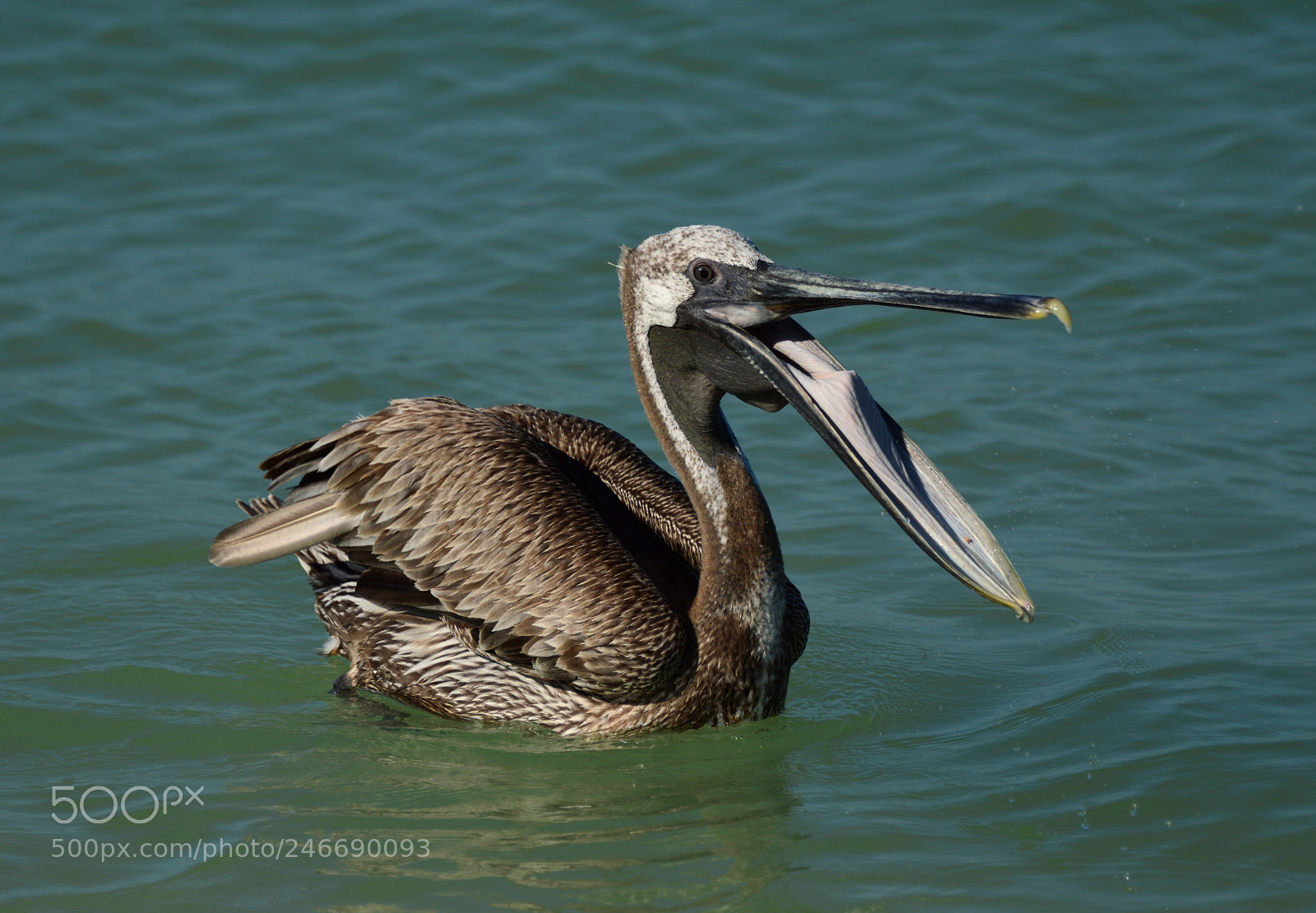 Nikon D3200 sample photo. Pelican laughing at the photography