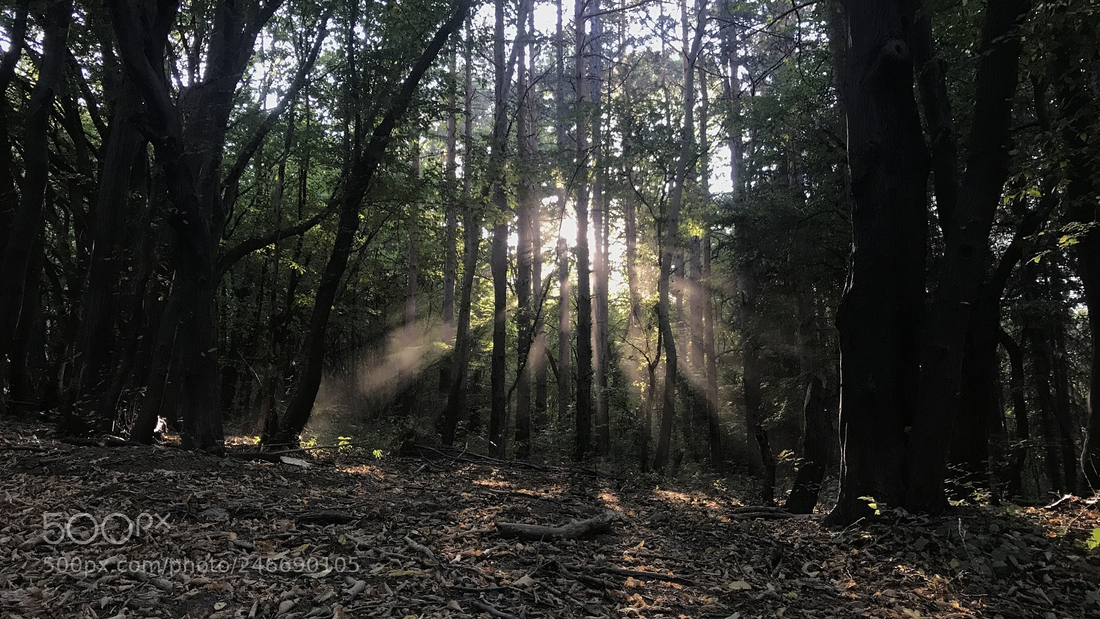 Apple iPhone 7 sample photo. Memories. late summer. photography