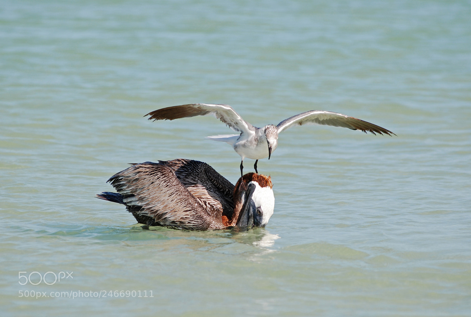 Nikon D80 sample photo. Pelican with a seagull photography