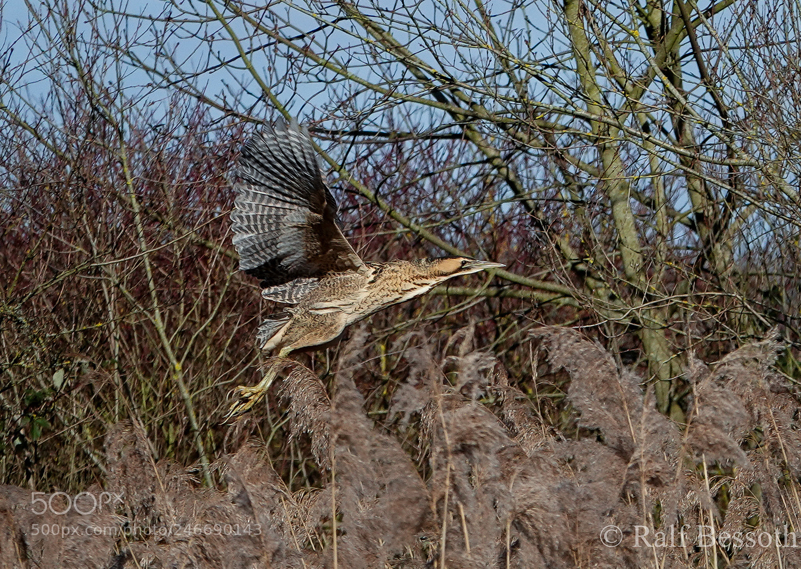 Sony Cyber-shot DSC-RX10 IV sample photo. Rohrdommel photography