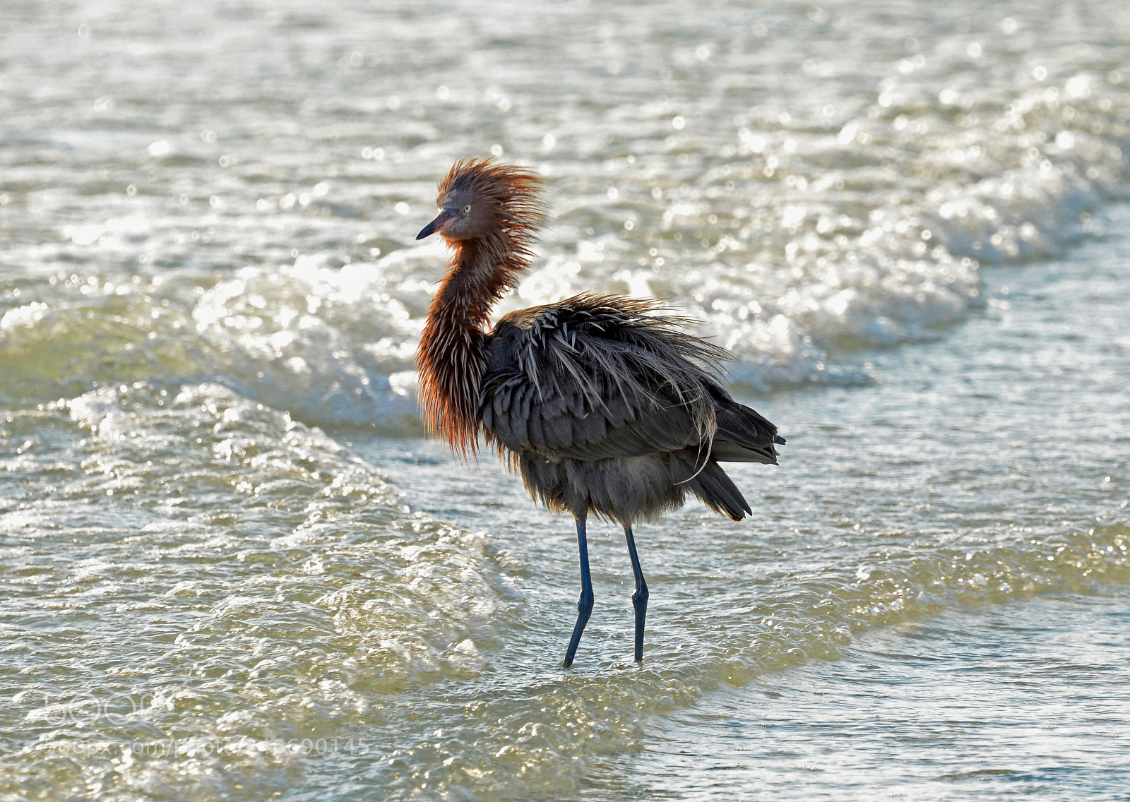 Nikon D5100 sample photo. Ruffled egret feathers on photography