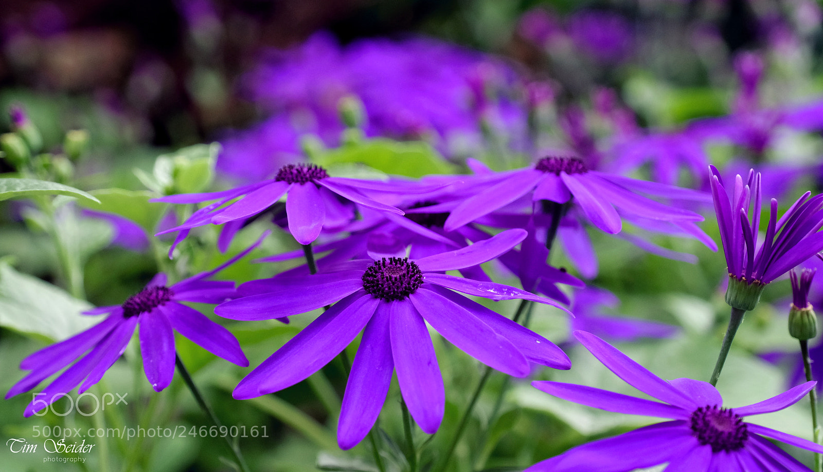 Fujifilm X-T20 sample photo. Purple blossoms photography
