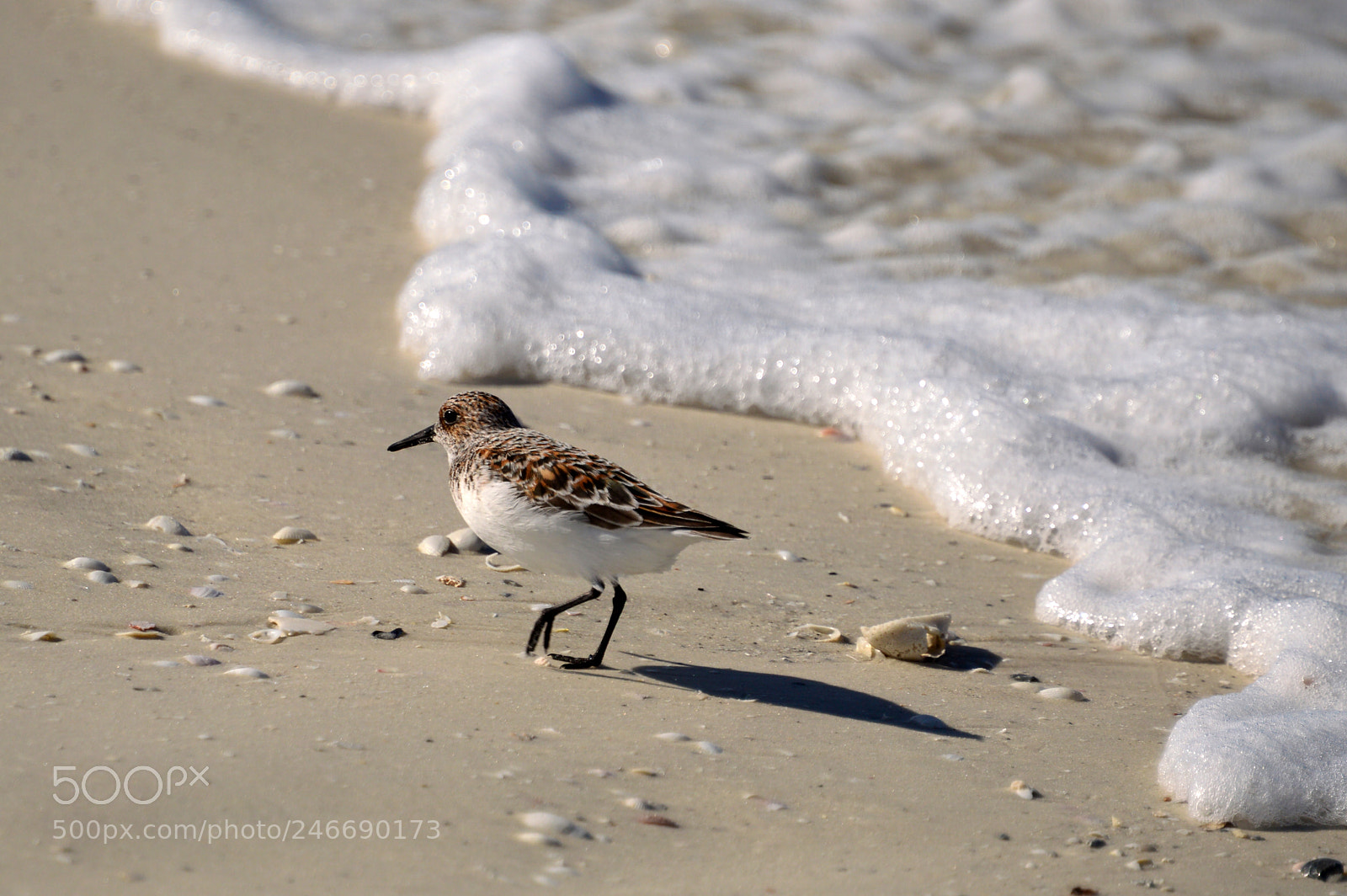 Nikon D3200 sample photo. Sandpiper on marco island photography