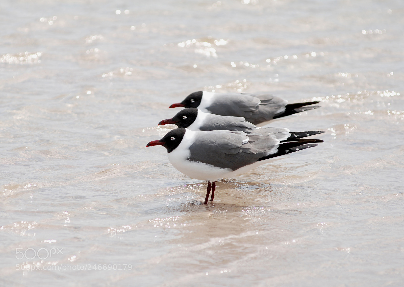 Nikon D80 sample photo. Three terns o a photography