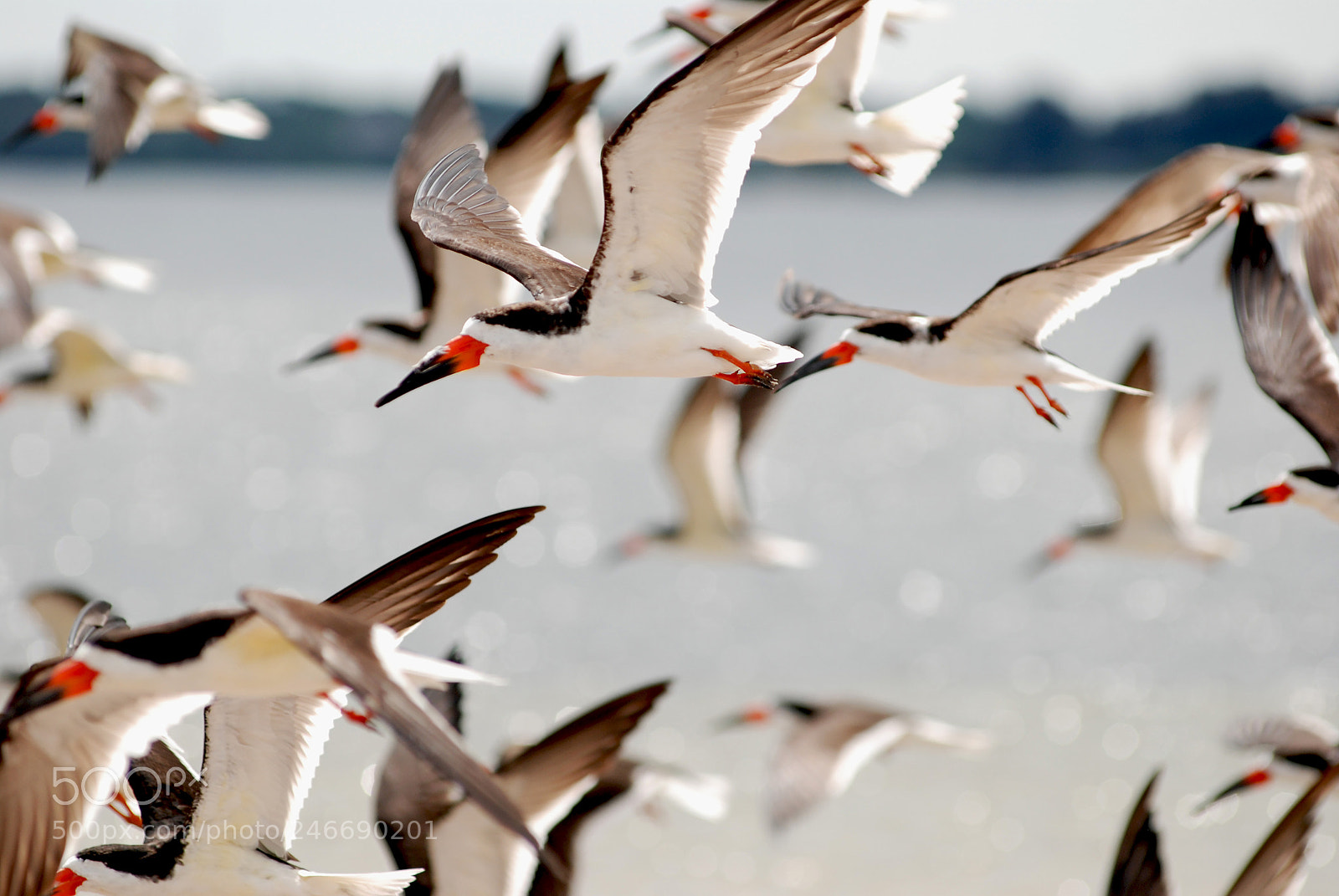 Nikon D80 sample photo. Skimmer flock flying on photography