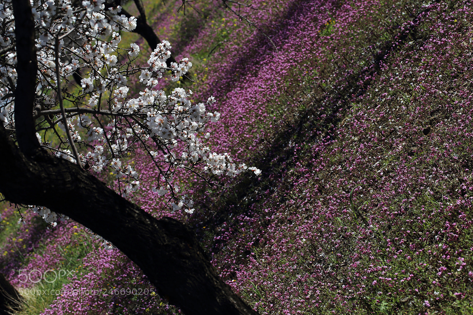 Canon EOS 6D sample photo. Spring time photography