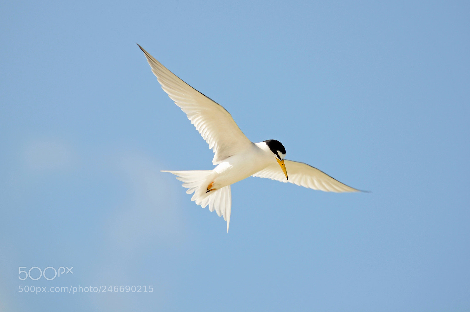 Nikon D5100 sample photo. Common tern fishing the photography