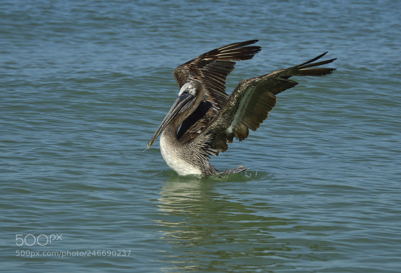 Nikon D3200 sample photo. Pelican dancing in the photography